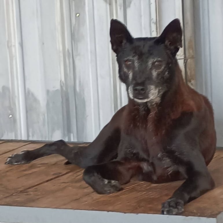 Black adult female mixed-breed dog, Large, shelter no. …012D