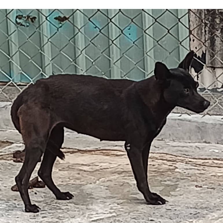 Black adult female mixed-breed dog, Large, shelter no. …005D