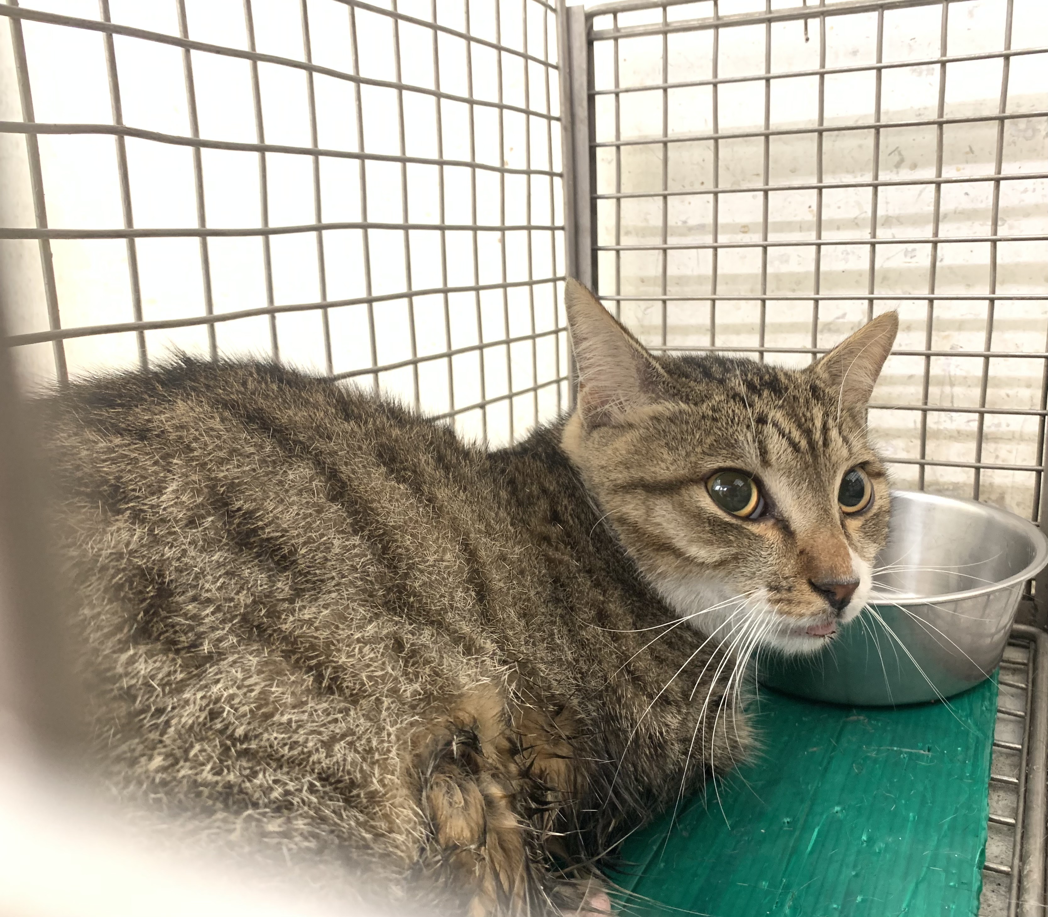 Photo of No. VAAAG115032801, Adult · Male · Small · Mixed breed