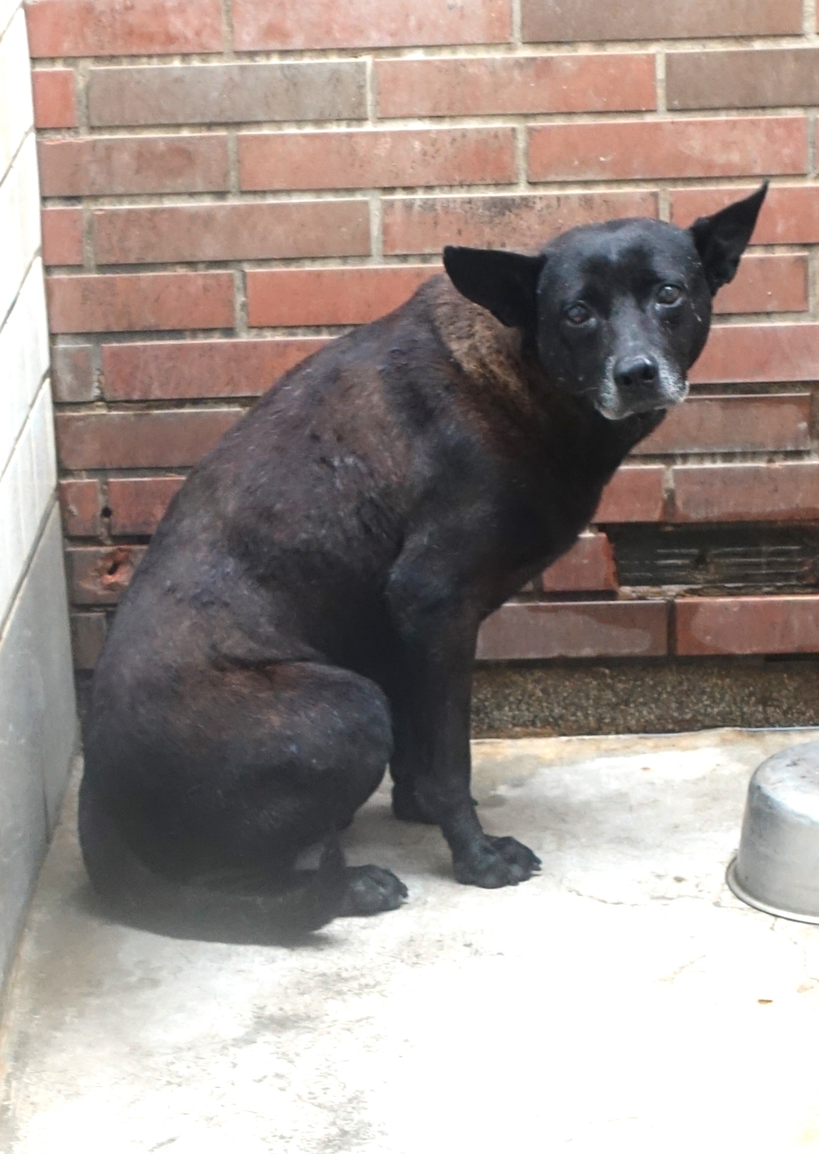 Black adult male mixed-breed dog, Large, shelter no. …0570