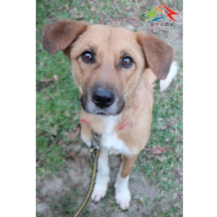 Photo of No. FAABG11503126001, Adult · Female · Large · Mixed breed