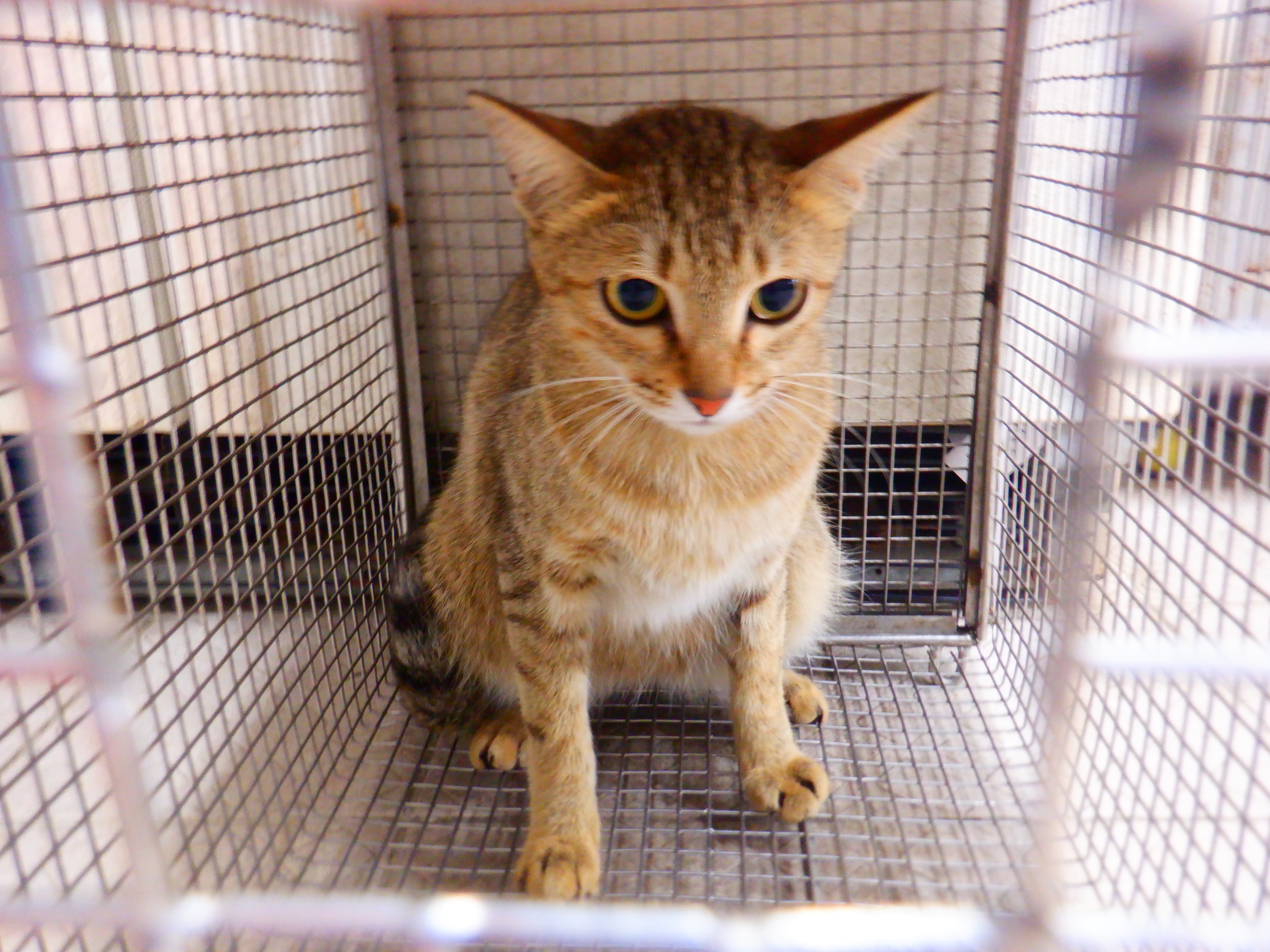 Tabby adult female mixed-breed cat, Small, shelter no. …31C5