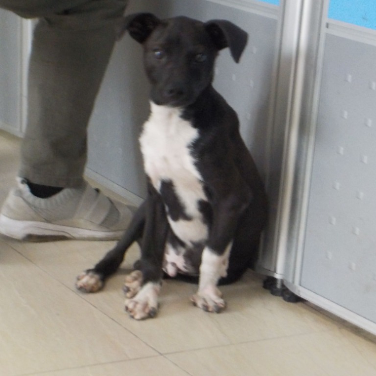 Black-and-white young male mixed-breed dog, Small, shelter no. …1215