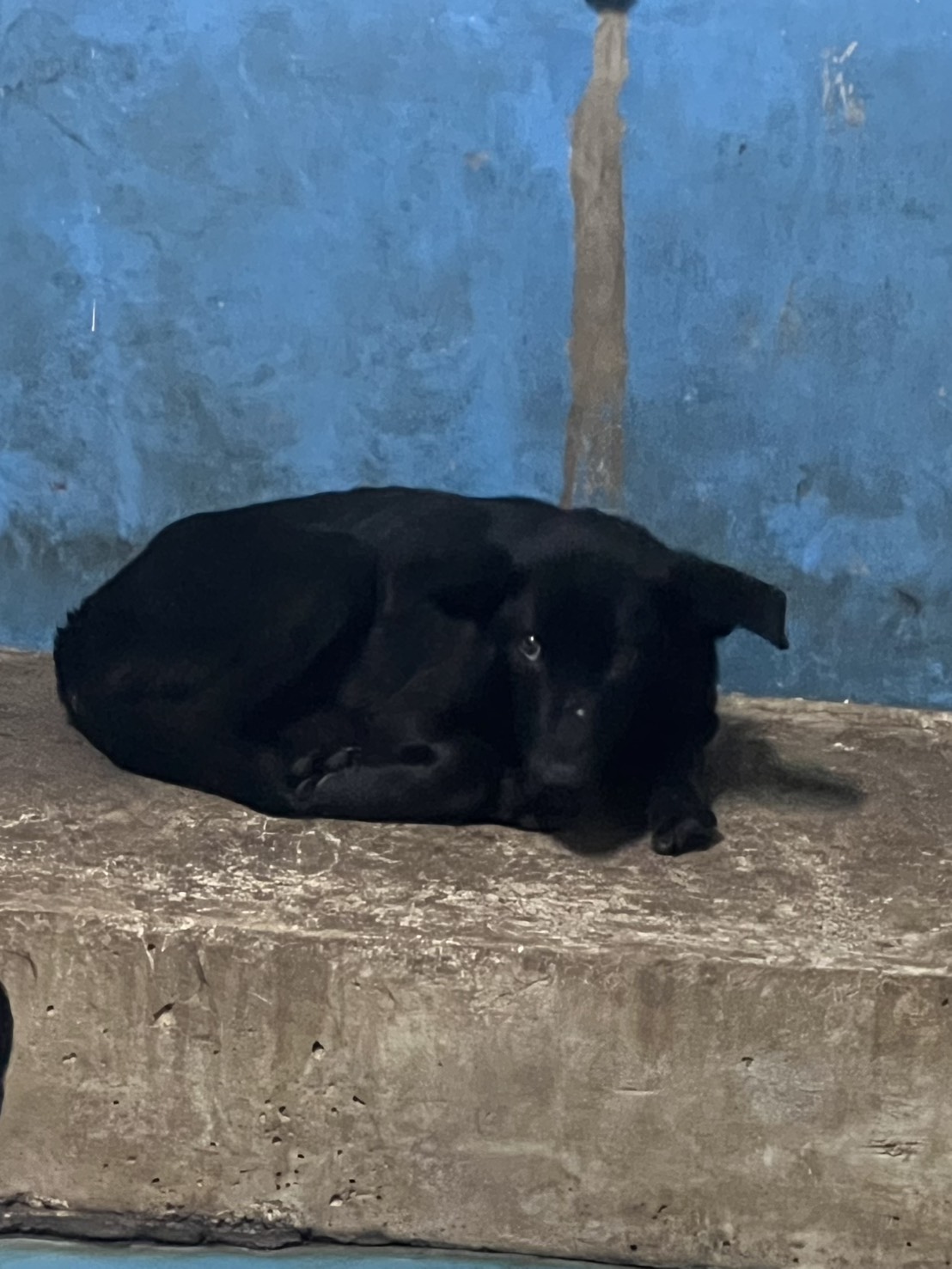 Photo of No. EAAAG1150401006, Adult · Male · Large · Mixed breed