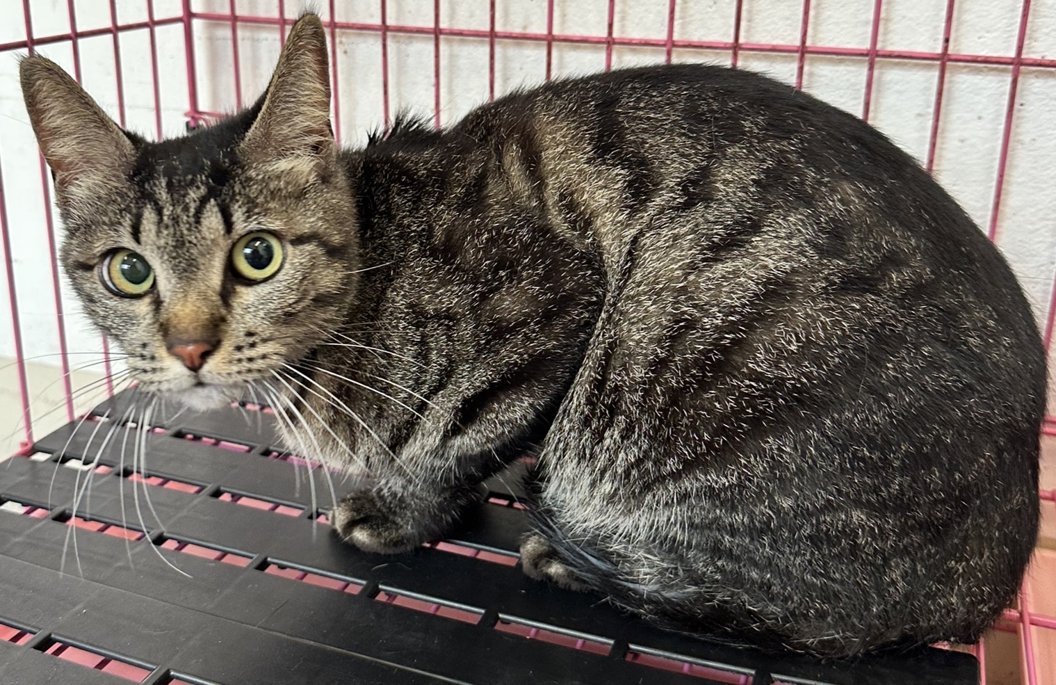 Photo of No. OAAAG1150401001, Adult · Female · Small · Mixed breed