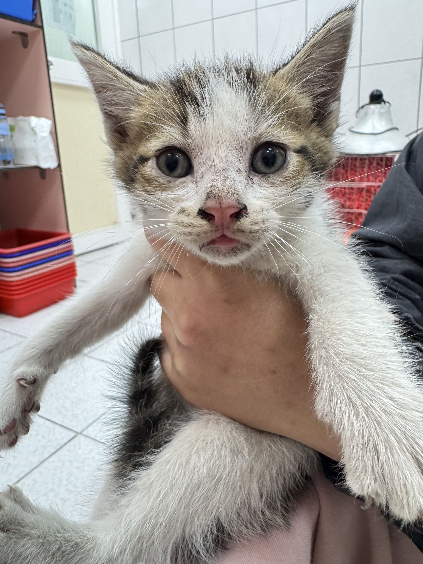 Photo of No. AAAIG1150401003, Young · Male · Small · Mixed breed