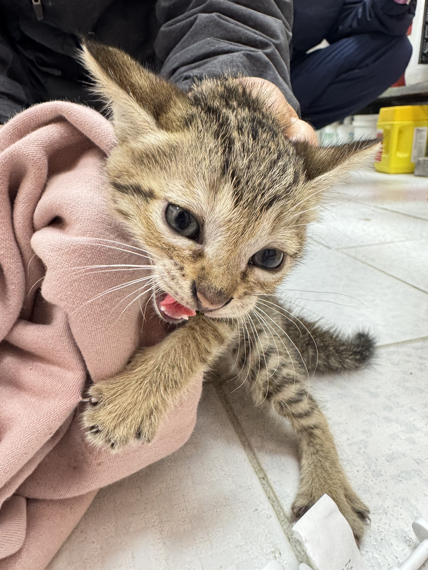 Photo of No. AAAIG1150401004, Young · Female · Small · Mixed breed