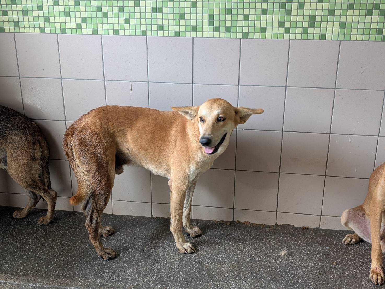 Photo of No. LAABG114100824, Adult · Male · Large · Mixed breed