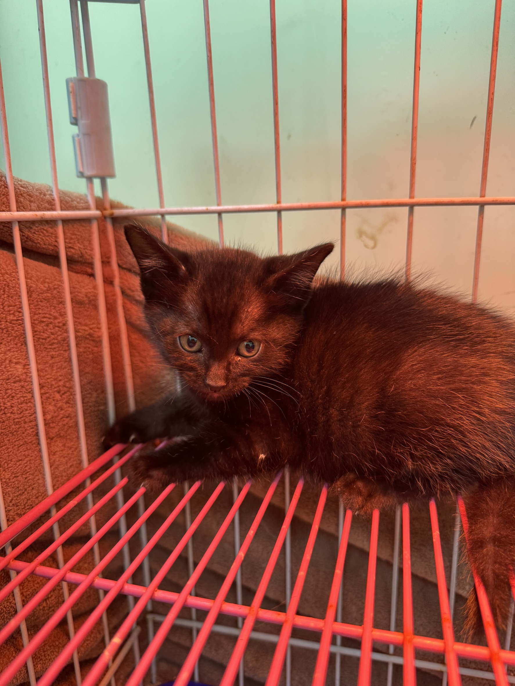 Black young male mixed-breed cat, Small, shelter no. …1008