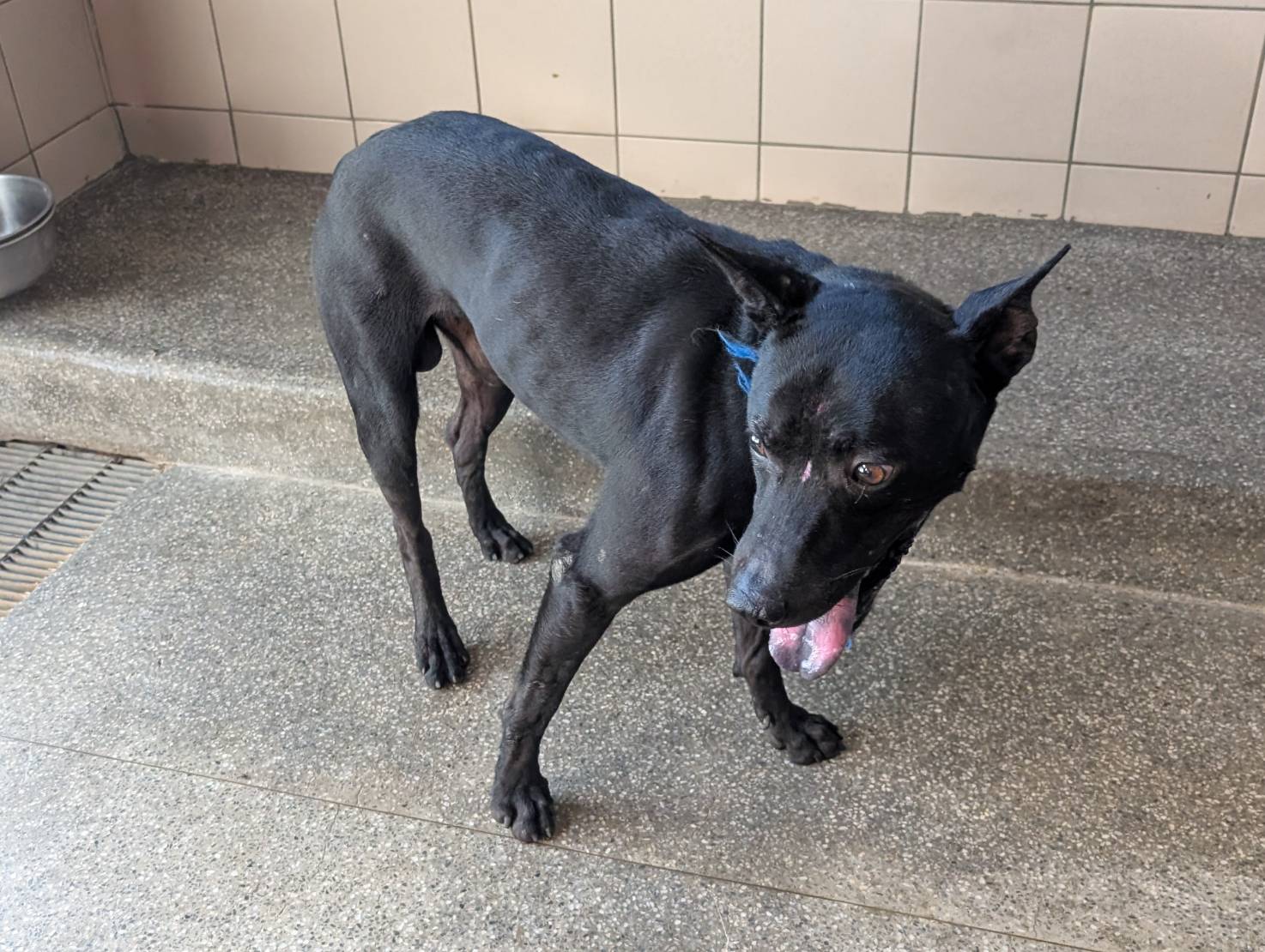 Photo of No. LAABG114100902, Adult · Male · Large · Mixed breed