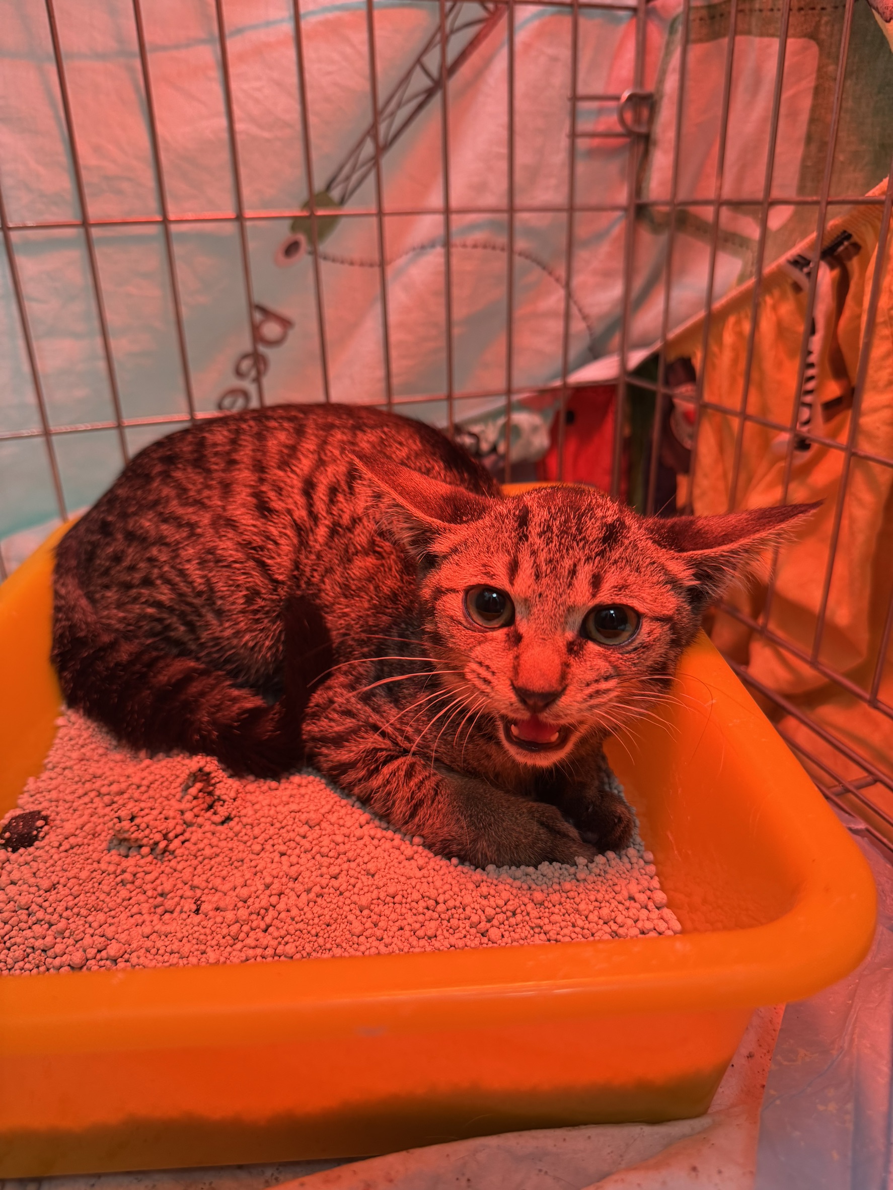 Tabby young female mixed-breed cat, Small, shelter no. …1010