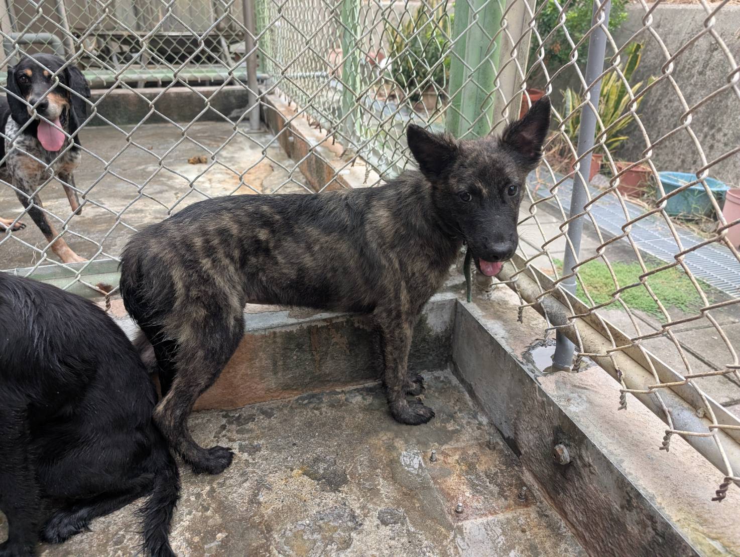 Photo of No. LAABG114101408, Adult · Male · Medium · Mixed breed