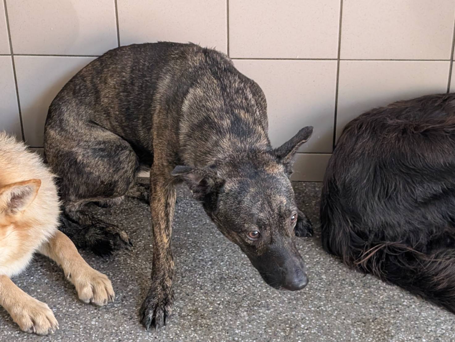Photo of No. LAABG114101507, Adult · Male · Large · Mixed breed