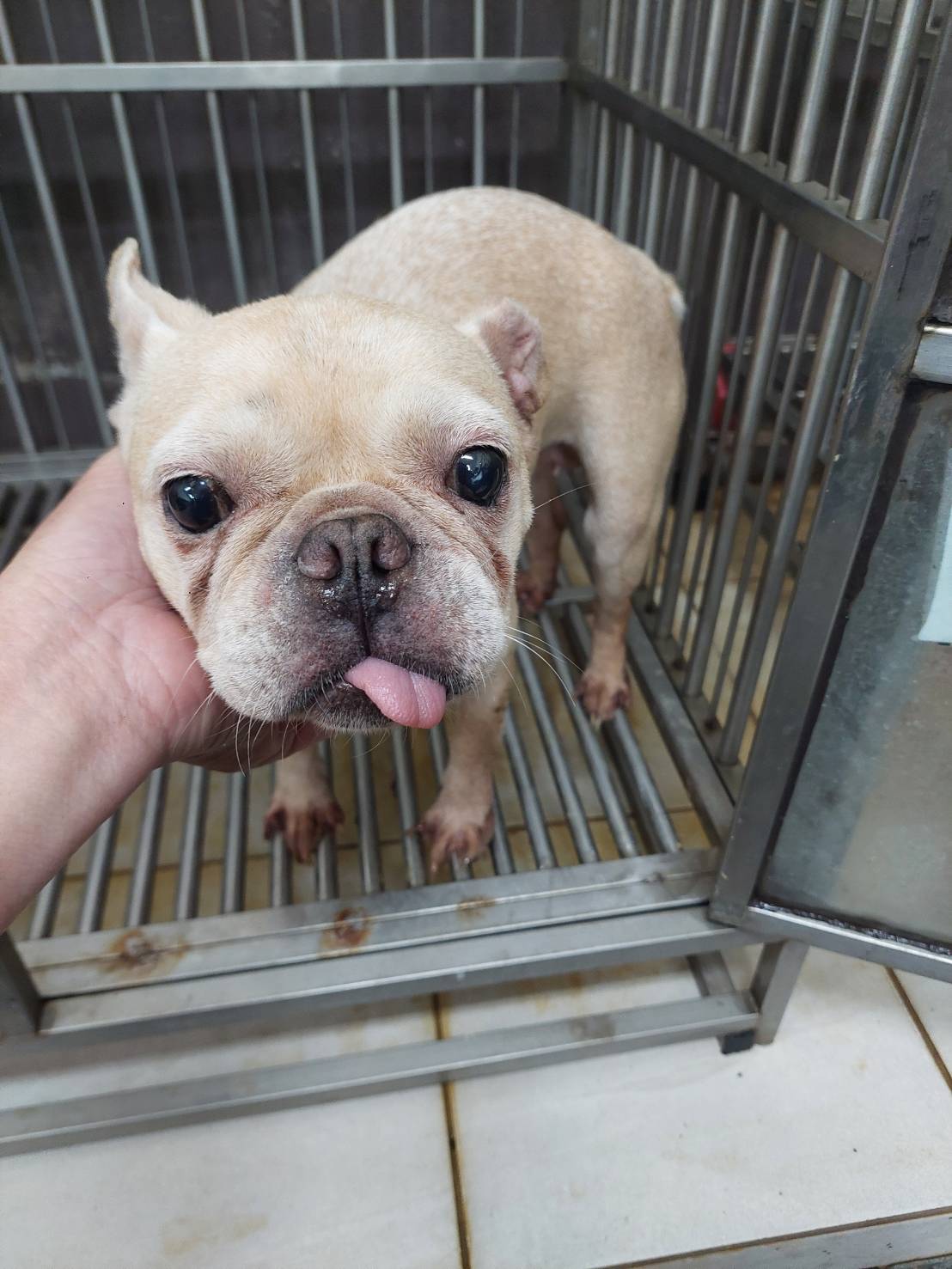 Photo of No. AAAHG1150401002, Adult · Female · Medium · French Bulldog