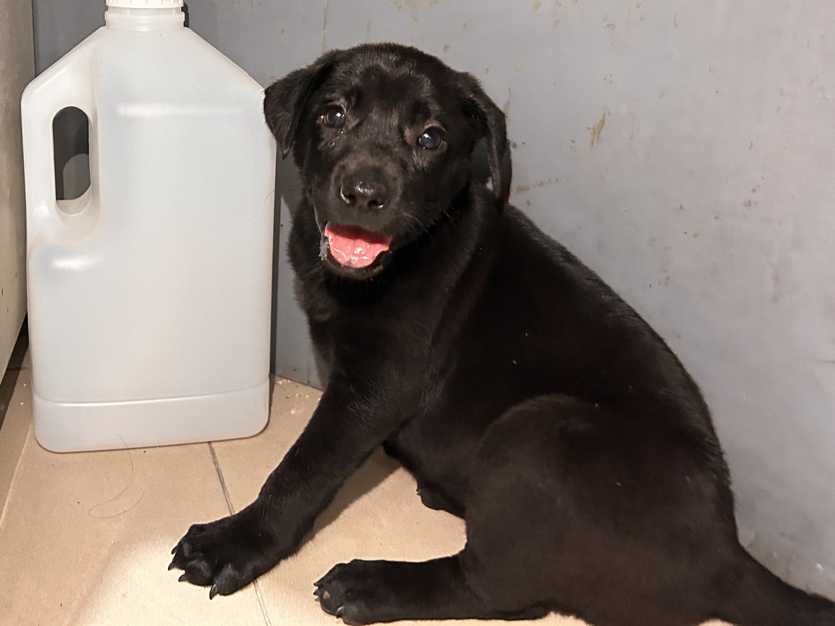 Photo of No. LAAAG1150313W4, Young · Female · Small · Mixed breed