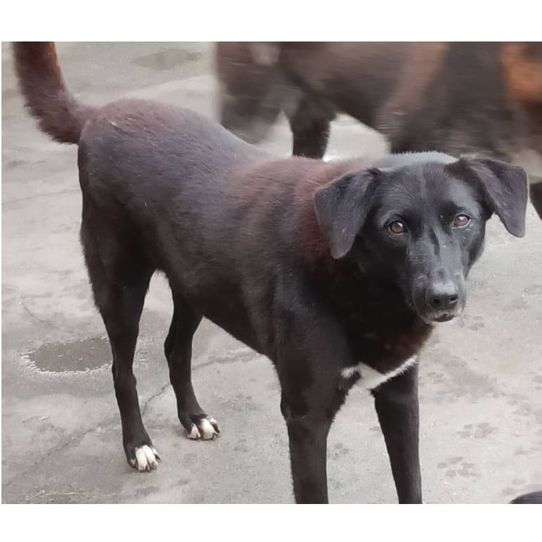 Photo of No. 106-E045D, Adult · Female · Large · Mixed breed