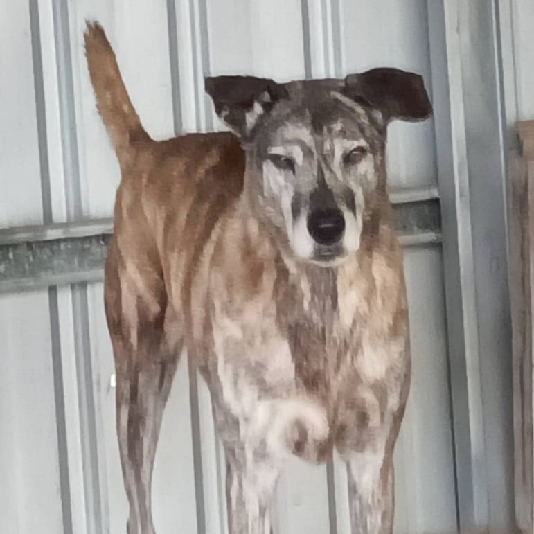 Photo of No. 107-E021D, Adult · Male · Large · Mixed breed