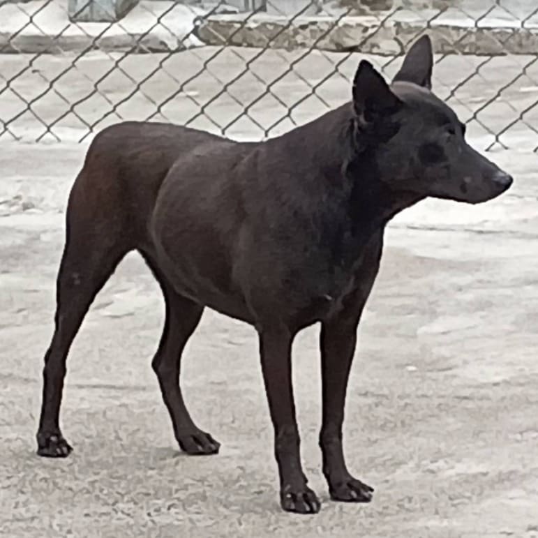 Black adult male mixed-breed dog, Large, shelter no. …022D
