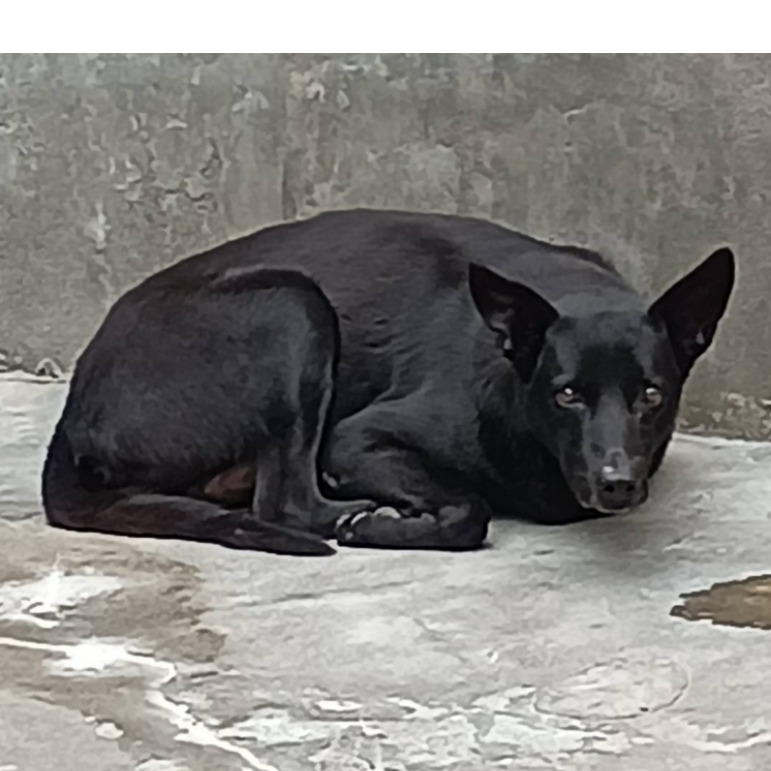 Photo of No. 107-N010D, Adult · Male · Large · Mixed breed