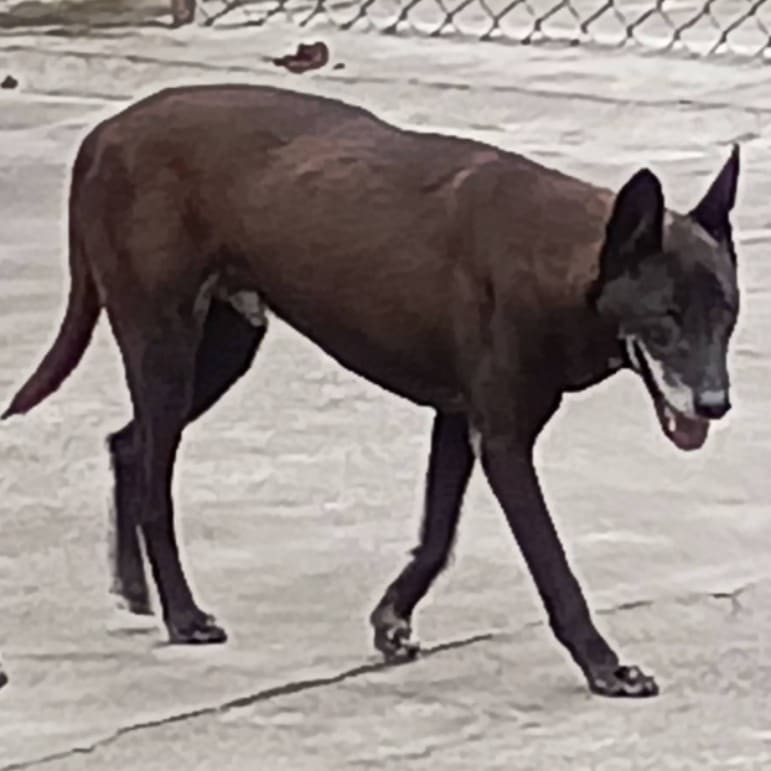 Photo of No. 107-E019D, Adult · Male · Large · Mixed breed