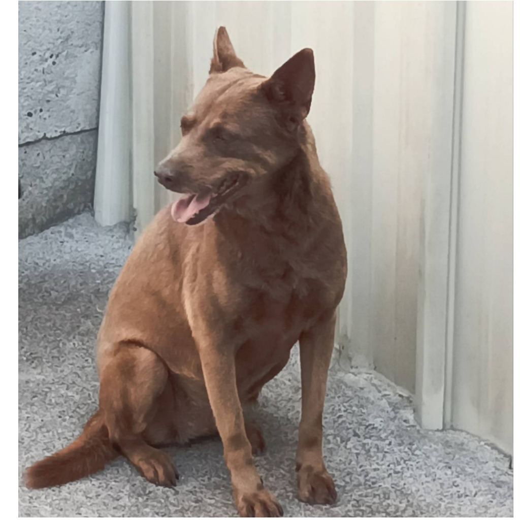 Photo of No. 113-B017D, Adult · Female · Large · Mixed breed