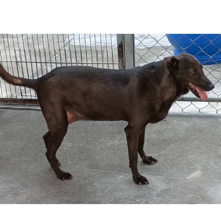 Photo of No. 113-B031D, Adult · Female · Large · Mixed breed