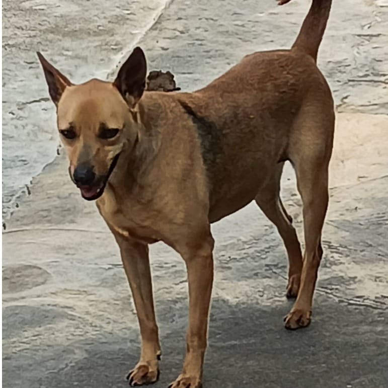 Black-and-tan adult female mixed-breed dog, Large, shelter no. …048D