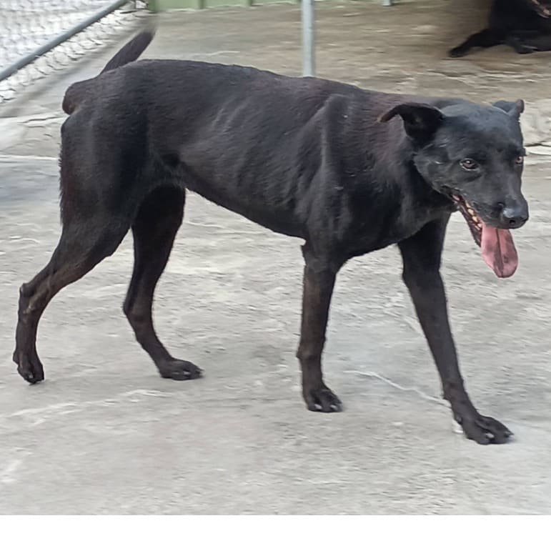 Photo of No. 113-B020D, Adult · Male · Large · Mixed breed