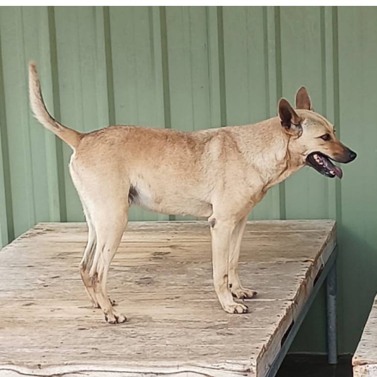 Photo of No. 109-H039D, Adult · Male · Large · Mixed breed
