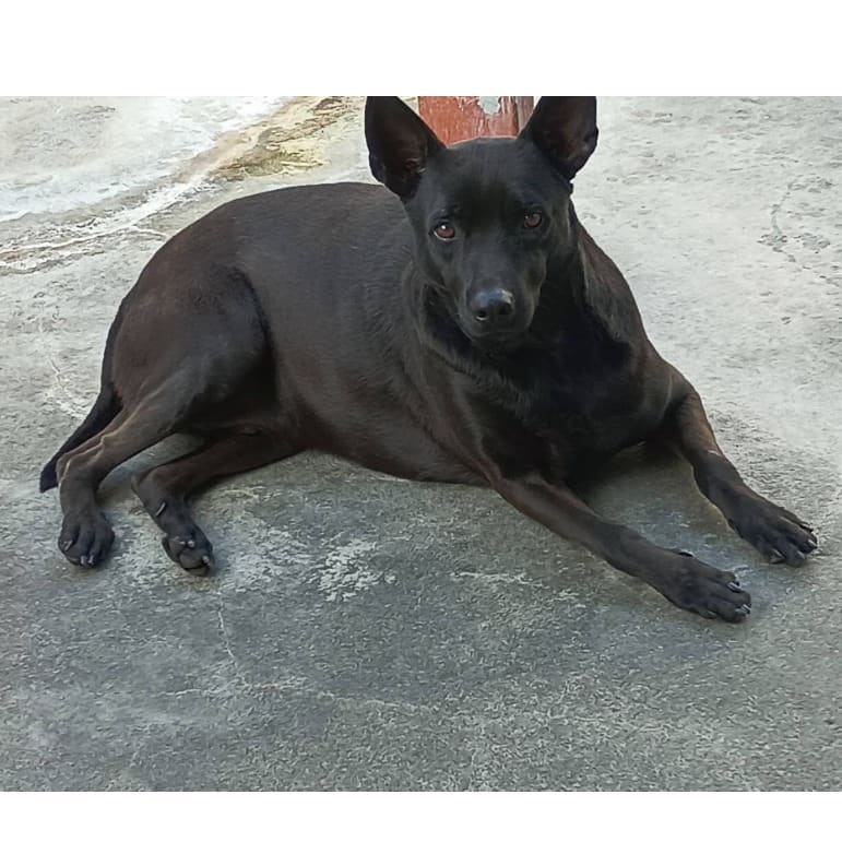 Black adult female mixed-breed dog, Large, shelter no. …292D