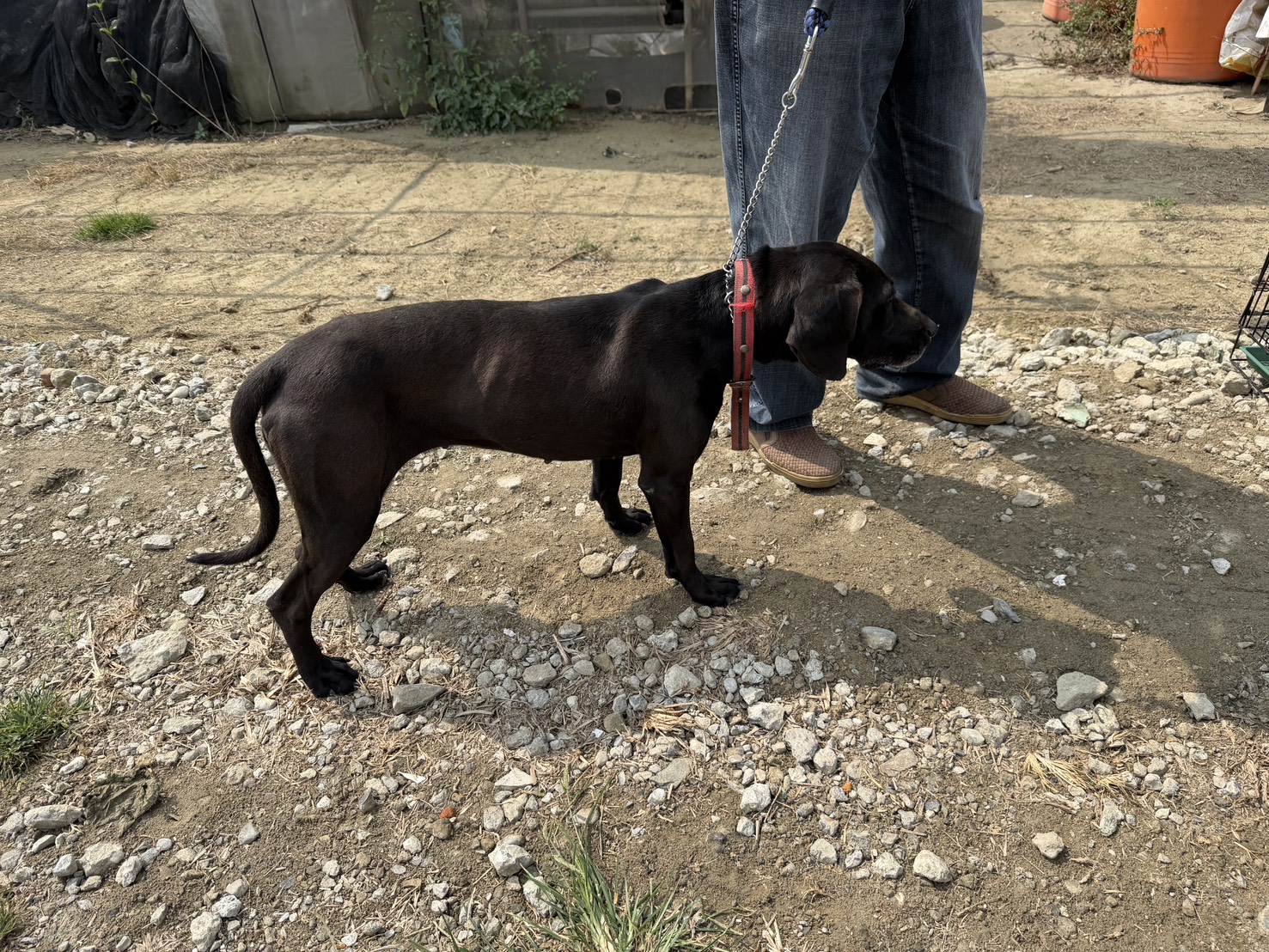 Photo of No. S150402-12, Adult · Female · Medium · Mixed breed