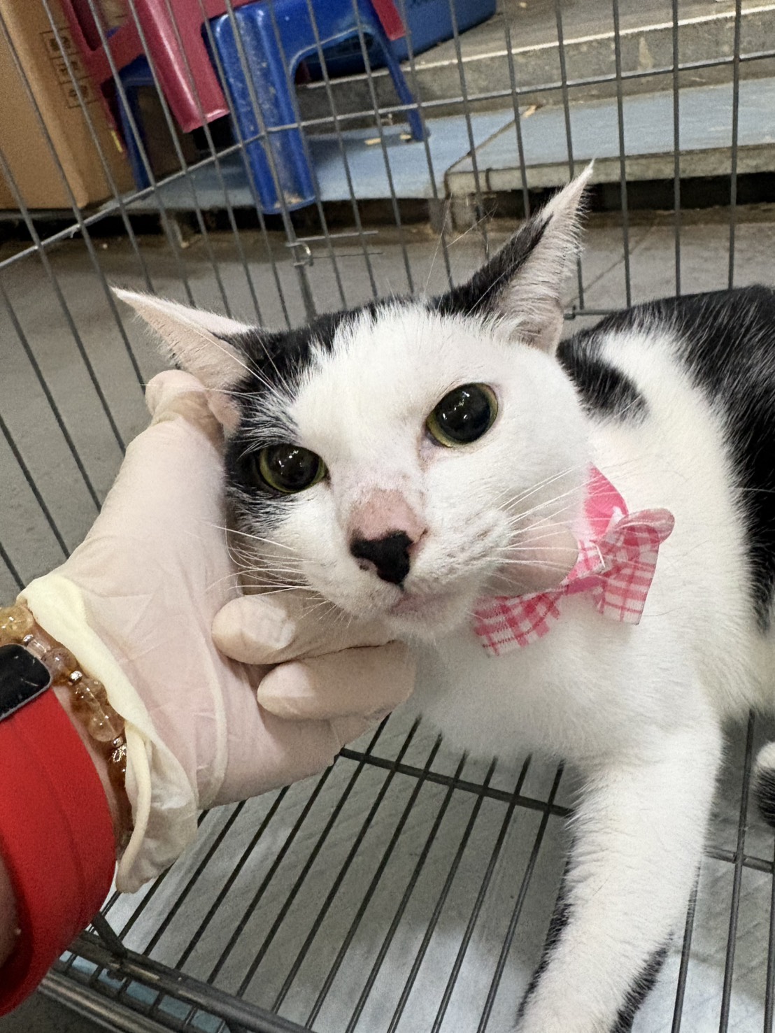 Photo of No. AAAHG1150404001, Adult · Male · Medium · Mixed breed