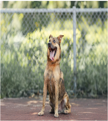 Photo of No. AAADG2026040501, Adult · Male · Medium · Mixed breed
