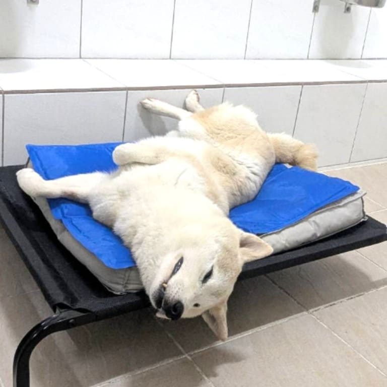 Photo of No. DAAAG1130506001, Adult · Male · Medium · Shiba Inu