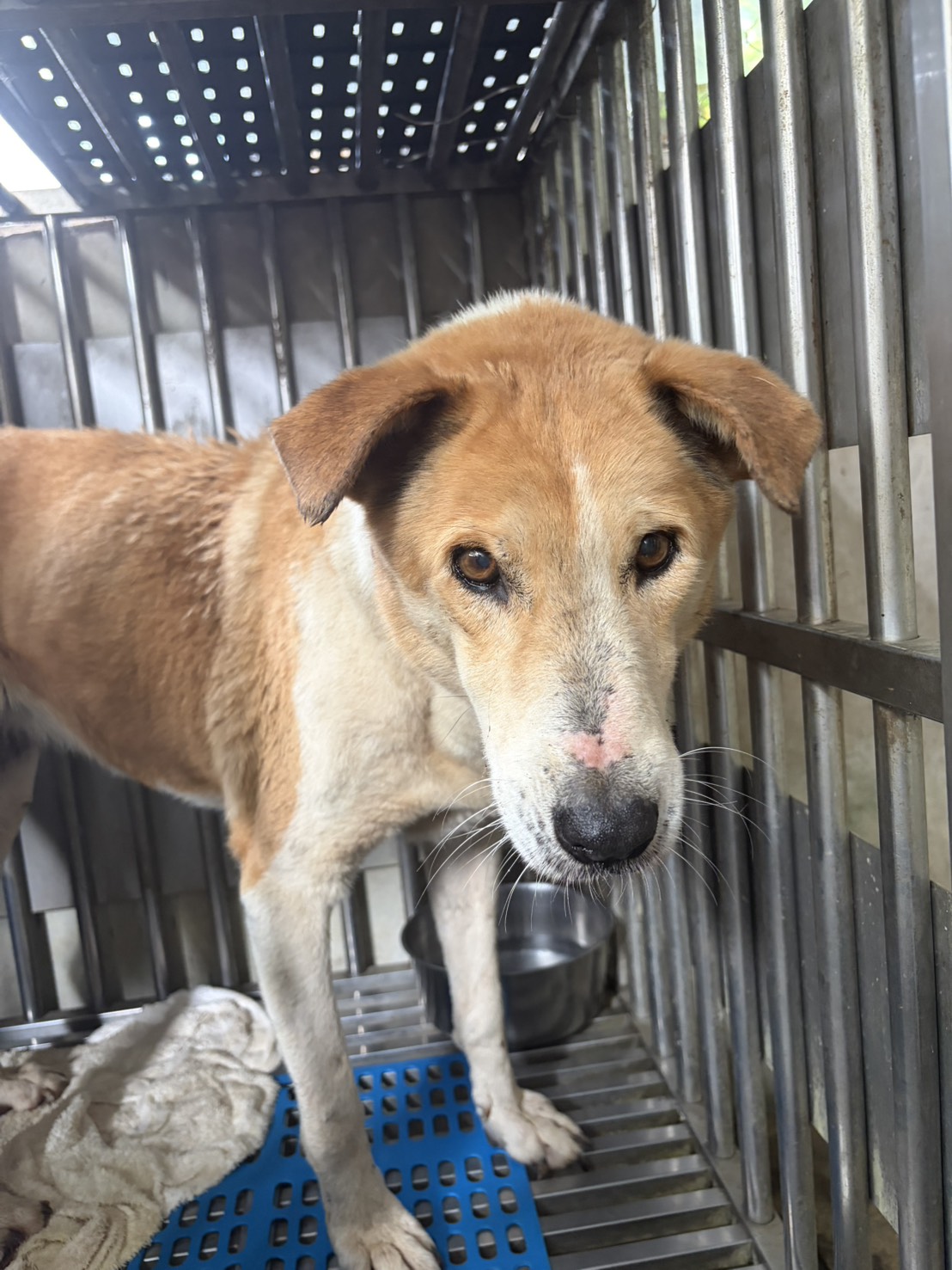 Photo of No. AAAFG1150402002, Adult · Female · Large · Mixed breed