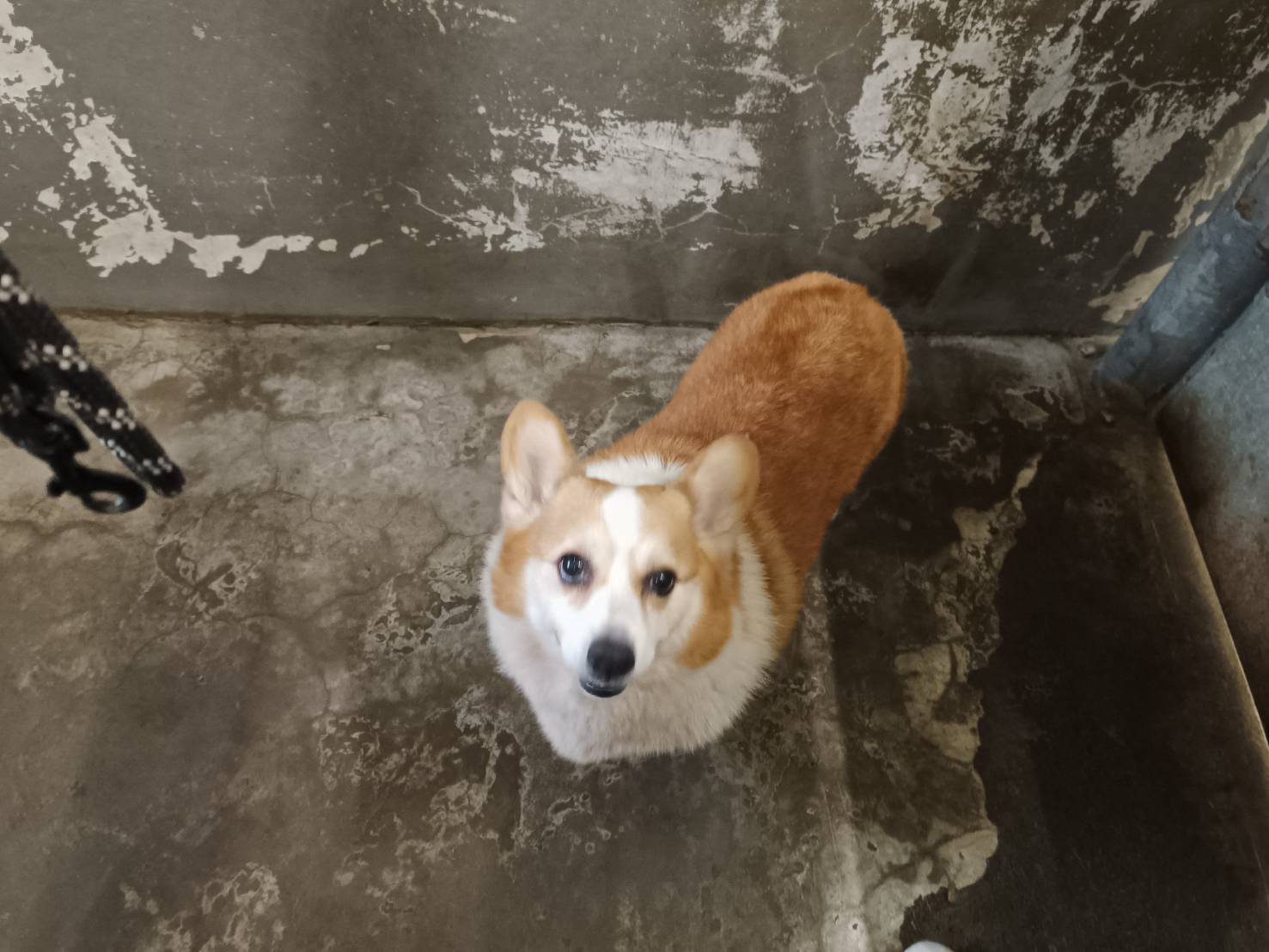 Photo of No. RAAAG1150402003, Adult · Male · Medium · Welsh Corgi