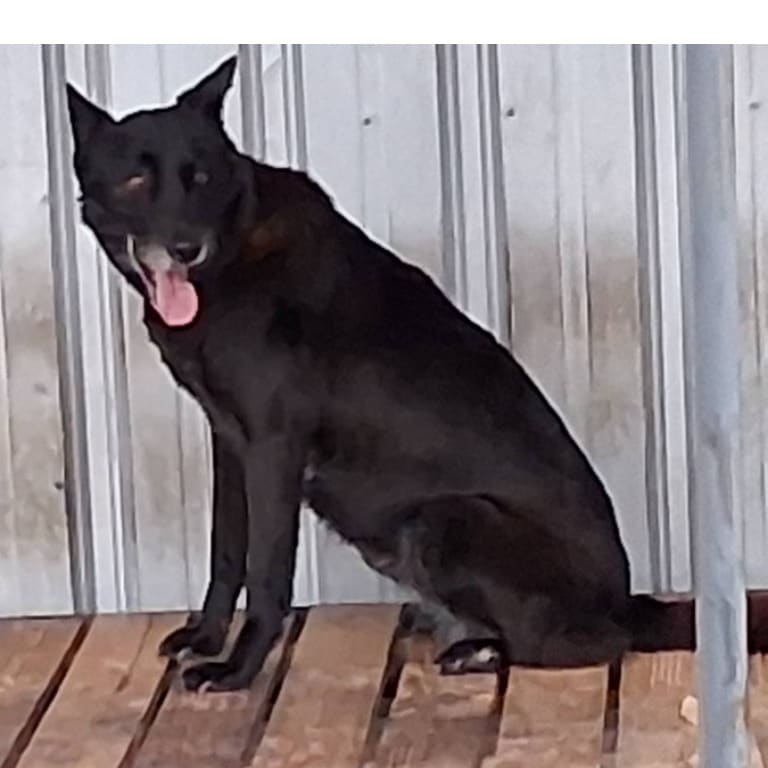 Black adult female mixed-breed dog, Large, shelter no. …011D