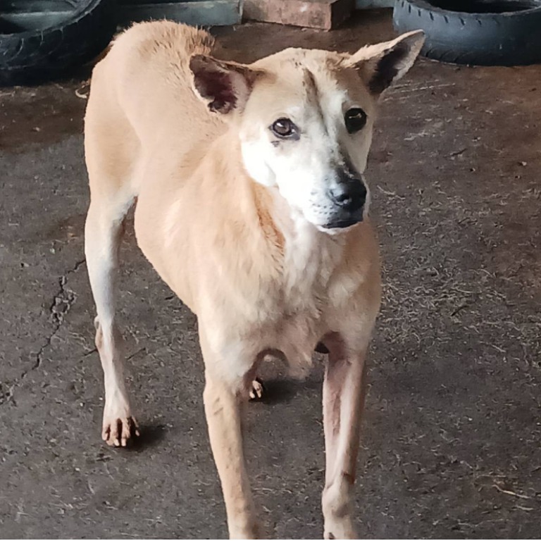 Tan adult male mixed-breed dog, Large, shelter no. …074D