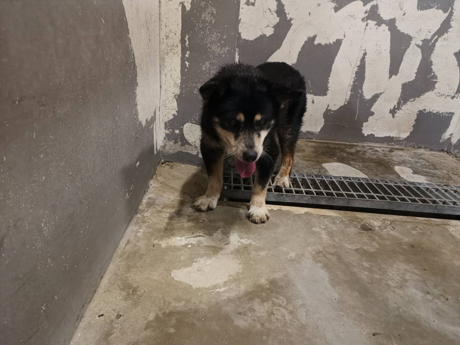 Photo of No. RAAAG1150407003, Adult · Male · Medium · Mixed breed