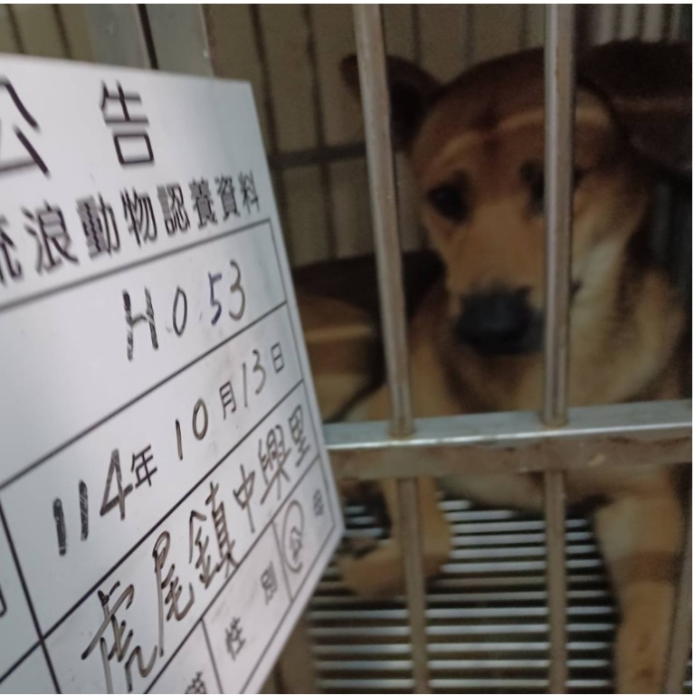 Photo of No. 114-H053D, Adult · Male · Large · Mixed breed