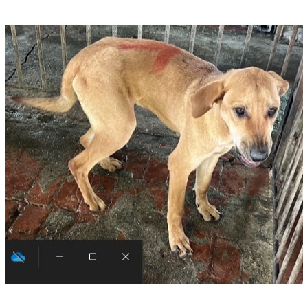 Tan adult male mixed-breed dog, Large, shelter no. …011D