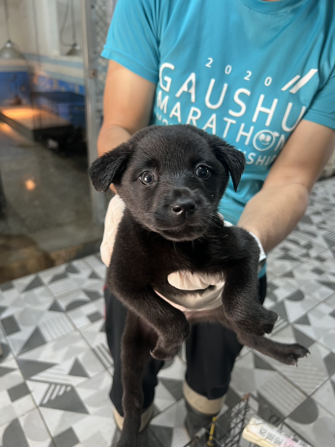 Photo of No. EAAAG1150409011, Young · Female · Small · Mixed breed