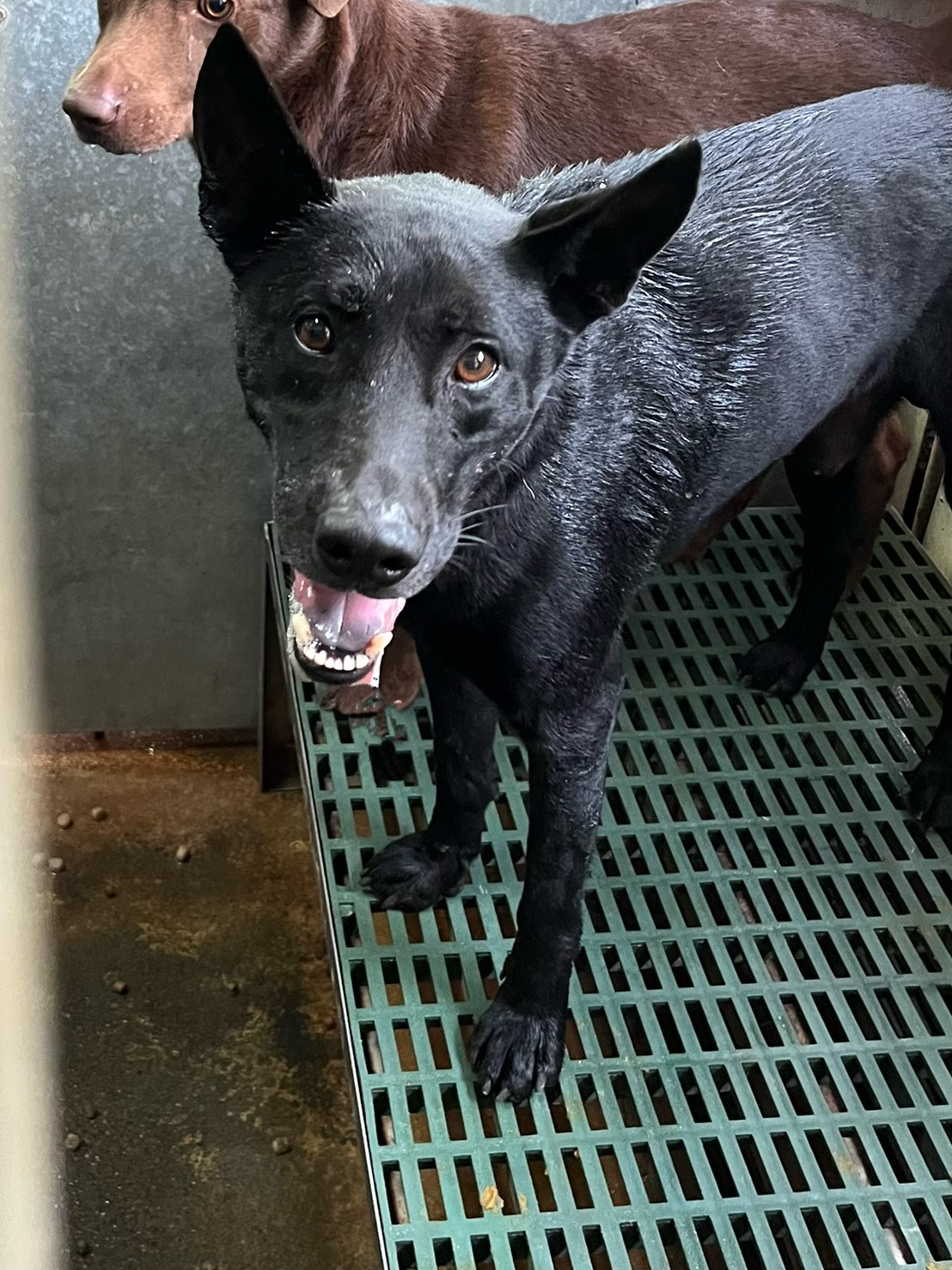 Photo of No. GAAAG1150409015, Adult · Male · Medium · Mixed breed