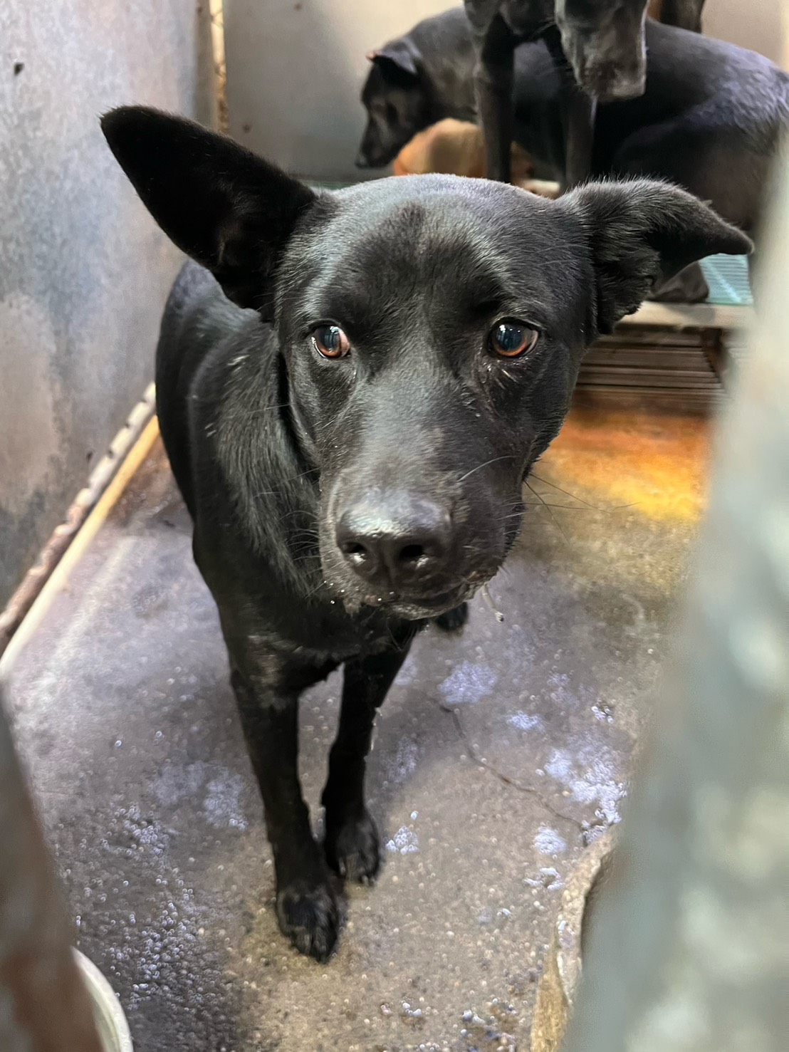Photo of No. GAAAG1150409017, Adult · Male · Medium · Mixed breed