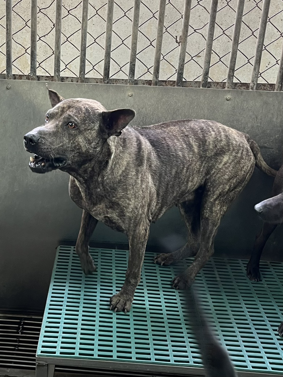 Tabby adult male mixed-breed dog, Medium, shelter no. …9019