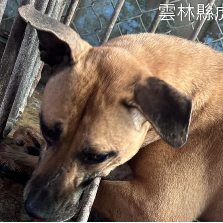 Photo of No. 112-H090D, Adult · Male · Large · Mixed breed
