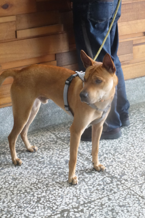 Photo of No. 1150630, Adult · Male · Large · Mixed breed