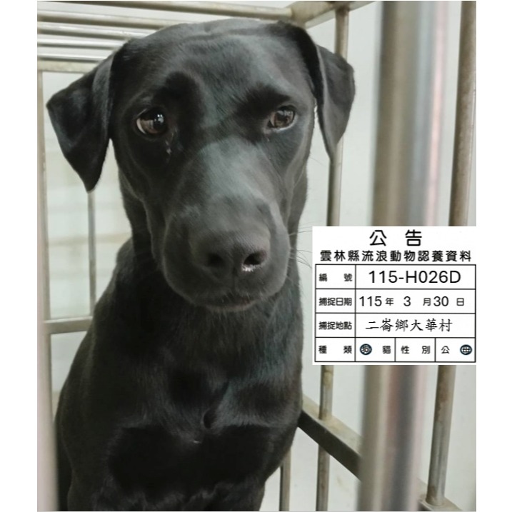 Photo of No. 115-H026D, Adult · Female · Large · Mixed breed