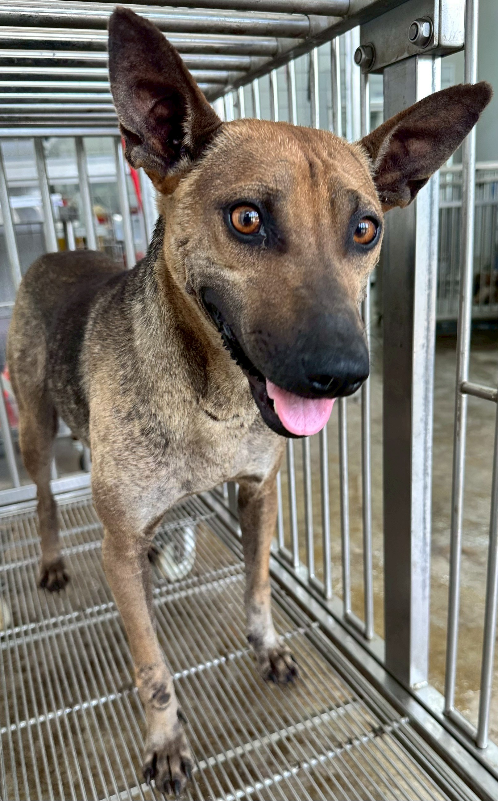 Photo of No. OAAAG1150410002, Adult · Female · Medium · Mixed breed