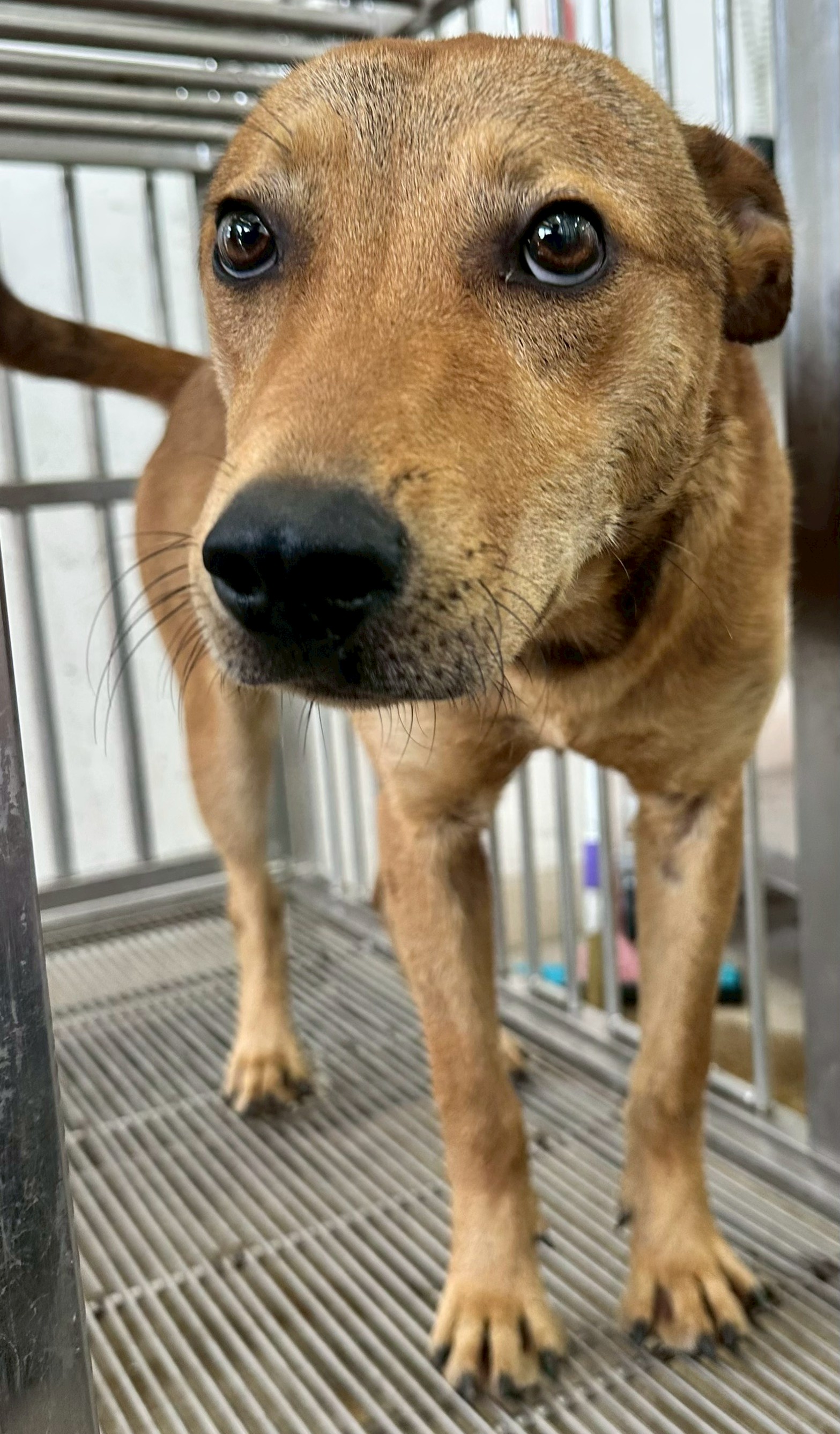 Photo of No. OAAAG1150410004, Adult · Male · Medium · Mixed breed